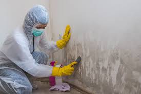 Why You Should Choose Our Mold Remediation Services in Placeholder9